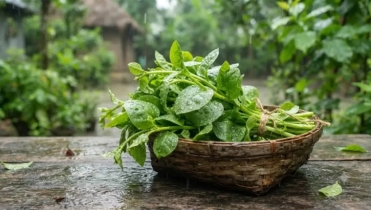 বর্ষাকালে পুঁই শাক খাওয়া স্বাস্থ্যের জন্য ভালো